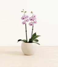 Load image into Gallery viewer, Shiny EggWhite*****Profile