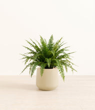 Load image into Gallery viewer, Almond Green*****Profile