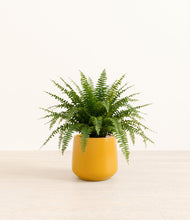 Load image into Gallery viewer, Mustard*****Profile