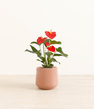 Load image into Gallery viewer, Calm Rose*****Profile