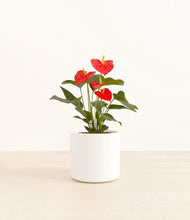 Load image into Gallery viewer, White*****Profile