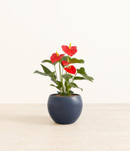 Load image into Gallery viewer, Deep Navy*****Profile