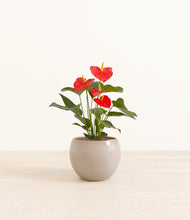 Load image into Gallery viewer, Desert Brown*****Profile