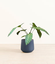 Load image into Gallery viewer, Deep Navy*****Profile