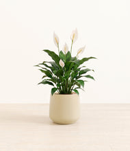Load image into Gallery viewer, Almond Green*****Profile