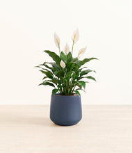 Load image into Gallery viewer, Deep Navy*****Profile