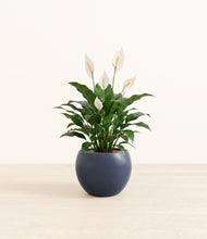 Load image into Gallery viewer, Deep Navy*****Profile