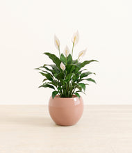 Load image into Gallery viewer, Calm Rose*****Profile