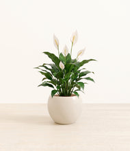 Load image into Gallery viewer, Shiny EggWhite*****Profile