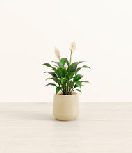 Load image into Gallery viewer, Almond Green*****Profile