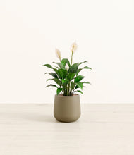 Load image into Gallery viewer, Olive*****Profile