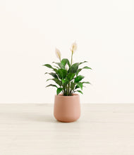 Load image into Gallery viewer, Calm Rose*****Profile
