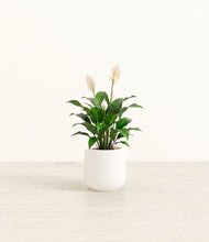 Load image into Gallery viewer, White*****Profile