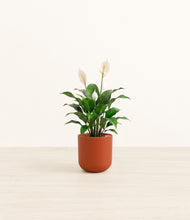 Load image into Gallery viewer, Earth Red*****Profile