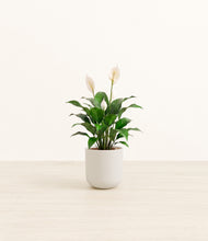 Load image into Gallery viewer, Natural Bamboo*****Profile