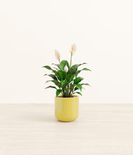 Load image into Gallery viewer, Key Lime Yellow*****Profile