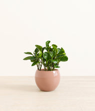Load image into Gallery viewer, Calm Rose*****Profile