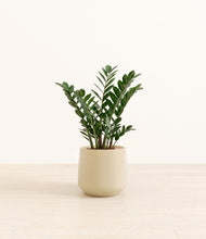 Load image into Gallery viewer, Almond Green*****Profile