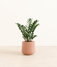 Load image into Gallery viewer, Calm Rose*****Profile