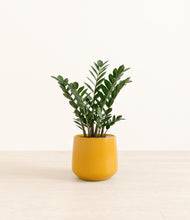 Load image into Gallery viewer, Mustard*****Profile