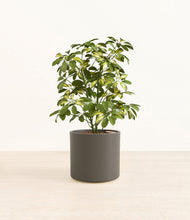 Load image into Gallery viewer, Dark Olive*****Profile