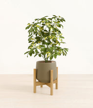 Load image into Gallery viewer, Olive stand:bamboo