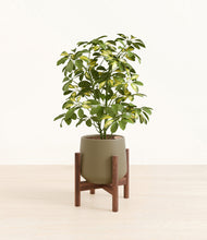 Load image into Gallery viewer, Olive stand:walnut