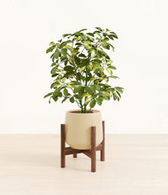 Load image into Gallery viewer, Almond Green stand:walnut