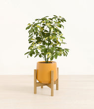 Load image into Gallery viewer, Mustard stand:bamboo
