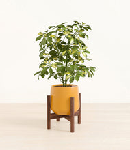 Load image into Gallery viewer, Mustard stand:walnut
