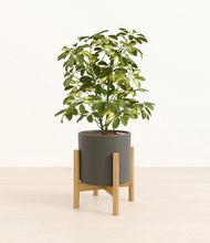 Load image into Gallery viewer, Dark Olive stand:bamboo