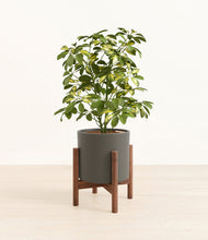 Load image into Gallery viewer, Dark Olive stand:walnut