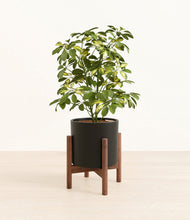Load image into Gallery viewer, Black stand:walnut