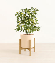 Load image into Gallery viewer, Cream stand:bamboo