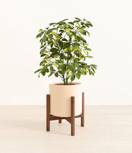 Load image into Gallery viewer, Cream stand:walnut