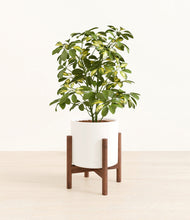 Load image into Gallery viewer, White stand:walnut