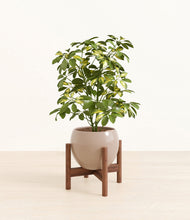 Load image into Gallery viewer, Desert Brown stand:walnut