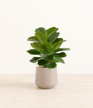 Load image into Gallery viewer, Eternal Gray*****Profile