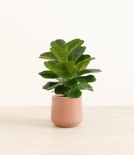 Load image into Gallery viewer, Calm Rose*****Profile