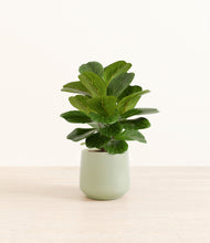 Load image into Gallery viewer, Turquoise*****Profile