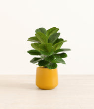 Load image into Gallery viewer, Mustard*****Profile