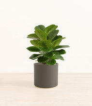 Load image into Gallery viewer, Dark Olive*****Profile