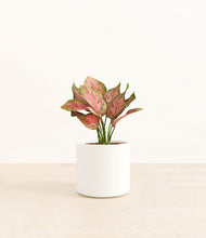 Load image into Gallery viewer, White*****Profile