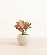 Load image into Gallery viewer, Shiny EggWhite*****Profile