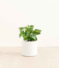 Load image into Gallery viewer, White*****Profile