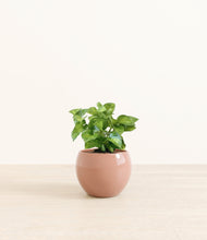 Load image into Gallery viewer, Calm Rose*****Profile