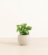 Load image into Gallery viewer, Shiny EggWhite*****Profile