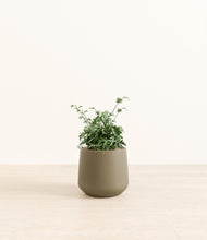 Load image into Gallery viewer, Olive*****Profile