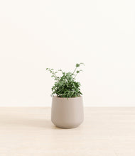 Load image into Gallery viewer, Eternal Gray*****Profile