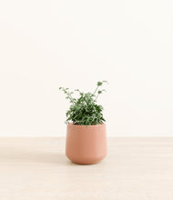 Load image into Gallery viewer, Calm Rose*****Profile